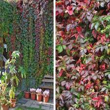 Could it damage the foundation of the building if i plant asian star jasmine (trachelospermum asiaticum) near the foundation? Parthenocissus Quinquefolia Virginia Creeper Climbing Virginia Creeper Invasive Plants Plants Propagation