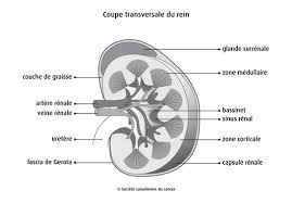 نتیجه جستجوی لغت [rein] در گوگل
