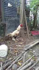 Paruh berparit menjadi tanda paruh ayam kuat. Ayam Jalak Di Indonesia Olx Murah Dengan Harga Terbaik Olx Co Id