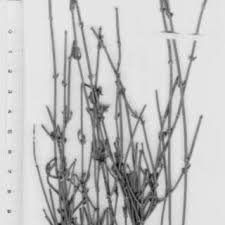 Image result for Embelia welwitschii