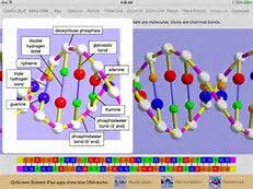 Labeled Dna Model Bing Images Resource Classroom Dna Model Bing Images