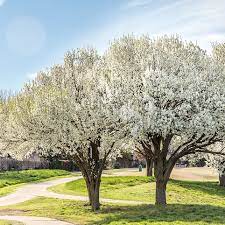 I Planted A Bradford Pear Tree Here S Why I Won T Do It Again Bradford Pear Tree Fast Growing Trees White Flowering Trees