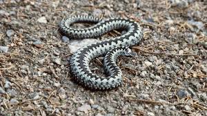 Hejsan, håller på med ett specialarbete om svenska reptiler men främst huggorm och snok. Huggormens Blick Ar Stickande Vetamix Svenska Yle Fi