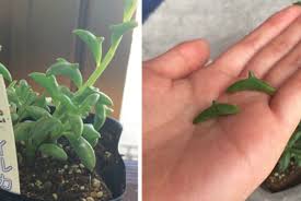 Senecio Peregrinus Pianta Del Delfino Piante Piante Grasse Foglie