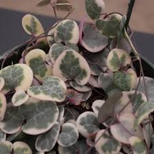 Image result for Ceropegia stenifolia