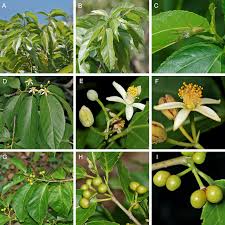 Image result for Malvaceae subfamily Grewioideae