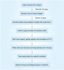 Process For Monoclonal Antibody Production Download