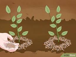 Here are common methods for getting rid of snails: 3 Ways To Get Rid Of Snails Wikihow