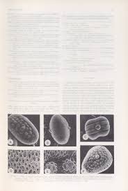 Image result for Justicia stachytarphetoides