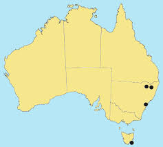 Image result for Digitaria ternata