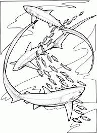 The pictures above signifies how your completed drawing shark. Coloring Rocks Shark Coloring Pages Butterfly Coloring Page Shark Drawing