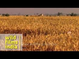 Rabi crops (wheat, barley, gram, mustard, banana, grape, orange, lentil, moong, bean, potato, tomato etc.) are sown during winter season from october to november, and crops are harvested during summer from march to may. Wheat Cultivation In India Youtube