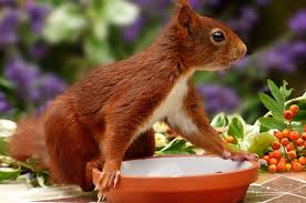 Instead, try to feed the squirrels in your backyard with a good diet that consists of properly balanced phosphorus and. How To Feed Squirrels Without Attracting Rats Shetland S Garden Tool Box