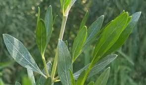 Image result for Petalidium