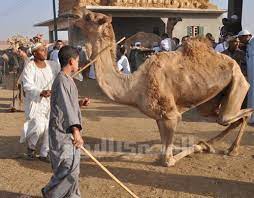 One of the most common questions we get it how to transport a camel(s). The Camel Diaries Egypt Independent