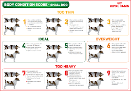 Overweight Dog Chart Goldenacresdogs Com