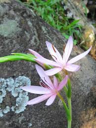 Image result for Hesperantha