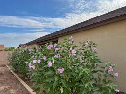 Image result for Ipomoea carnea