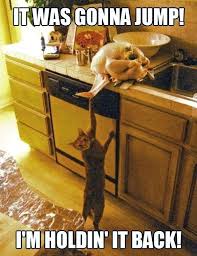 Everyone wants to cuddle with them. Funny Cat Pictures Captions Why Do Meaningful Captions On Cat Pictures Make A Huge Difference