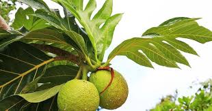 Le Fruit De L Arbre A Pain Ou Uru A Rimatara
