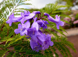 Image result for Jacaranda mimosifolia