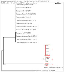 Image result for Lannea antiscorbutica
