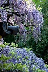 Wisteria Belos Jardins Jardins Secretos Jardinagem E Paisagismo