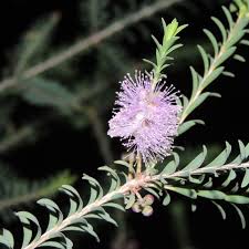Image result for Melaleuca decussata