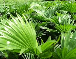 Wir durchsuchen das internet und finden das passendste angebot für dich 39 Small Indoor Plants In Sri Lanka Popular Ideas