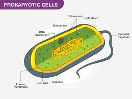 We did not find results for: Prokaryotic Cells Definition Structure Characteristics And Examples