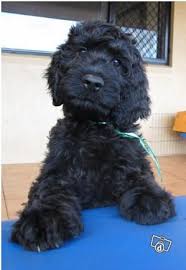 Dinkos Com Au Cute Dogs Cute Animals Puppy Mom