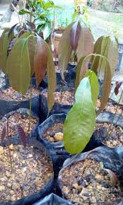 Nama saintifik & tempatandi sini disenaraikan beberapa jenis herba yang menggunakan nama tempatan mengikut senarai abjad. Tumbesaran Pokok Mangga Plants Garden