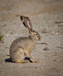 Black Tailed Jackrabbit Photographer Gerard Beyersbergen Buckeye Arizona Jack Rabbit Desert Animals North American Wildlife