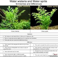 Water Sprite Vs Water Wisteria Freshwater Aquarium Plants Planted Aquarium Vascular Plant