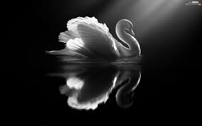 Taehyung foto bts jikook bts memes bts black and white black swan les bts bts group photos jung yunho. White Black Swans Bird Data Src Widescreen Swan Swan Wallpaper Black And White 1920x1200 Wallpaper Teahub Io