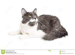 Longhair Grey And White Cat Lying Down Looking Up Stock Image Image Of Background White 94832591
