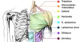 Find the perfect upper body anatomy stock photo. Anatomy 101 Muscles Of The Upper Body Empowered Wellness Yoga Body Work