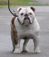 English bulldog puppies are not an easy breed to raise. Ch Fabio From The Bulls Society Bulldog English Bulldog Breeders English Bulldog English Bulldog Puppies