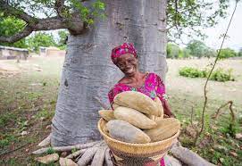 Baobab fruit is a rich source of polyphenols, known to reduce. The Baobab Tree Africa S Iconic Tree Of Life Aduna