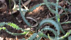 Image result for Drimia elata