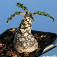 Image result for Dorstenia cuspidata