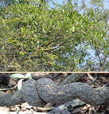 Image result for Stomatostemma monteiroae