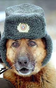 55 Police Dogs Military Dogs Animals