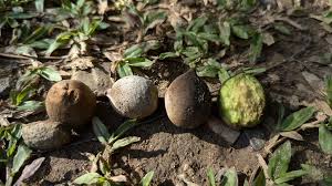 Image result for Terminalia bellirica