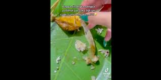 Dimana admin akan memberikan sebuah berita viral di media sosial. Video Viral Ada Plastik Di Dalam Cumi Cumi Ini Kata Peneliti Lipi Halaman All Kompas Com