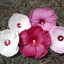 Romantic dinner setting with rose petals. A Hardy Hibiscus With Dinner Plate Sized Flowers Is A Star Of The Summer Garden Home Garden Nola Com