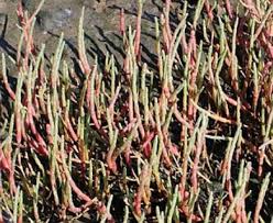 Image result for Salicornia perrieri
