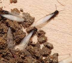 It also feeds on processed this beetle usually does not damage the whole grains and is found more in broken bits and flour. Ten Top Pests That Can Hurt Your Home Insects In The City