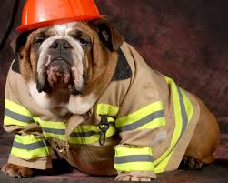 Since day one of this apocalyptic year, we've been waiting for it to simply end. National Pet Fire Safety Day July 15 2021 National Today