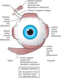 muscles and eye movements extraocular eye health